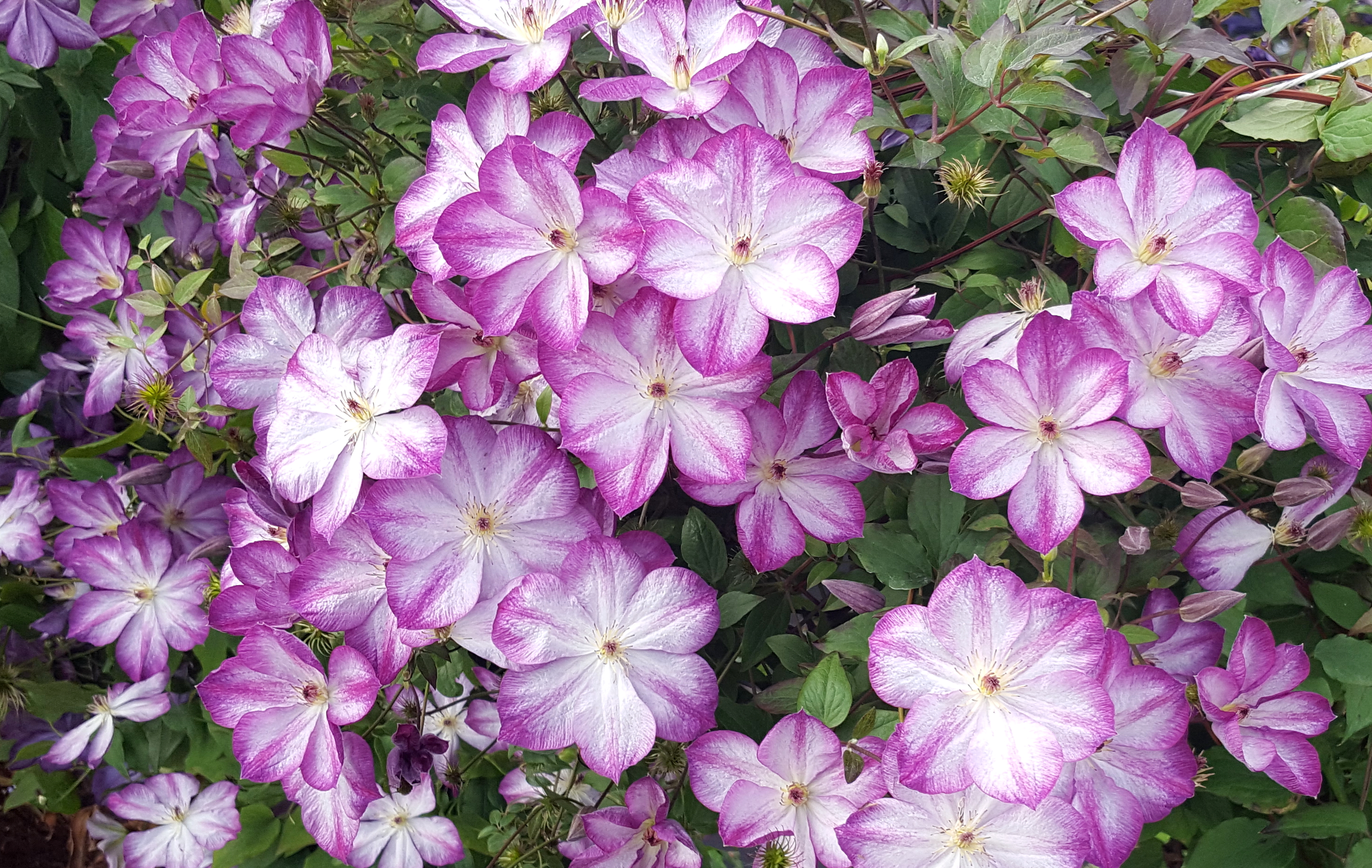 Concept Plants | Clematis Pernille ('Zo09113') PP27,172